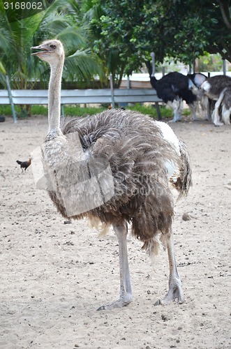 Image of Ostriches in a farm in Johor, Malaysia