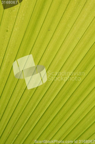 Image of Line pattern of leave