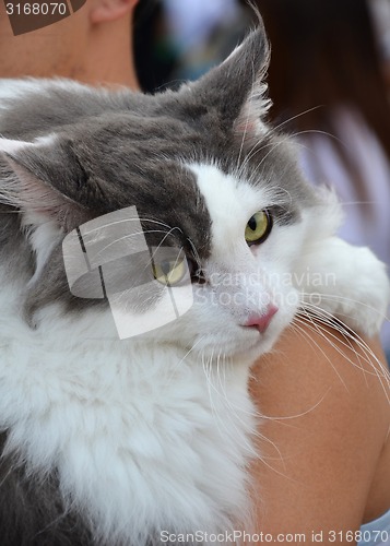 Image of Adorable black and white color cat 