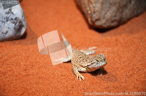 Image of wild lizard in the desert