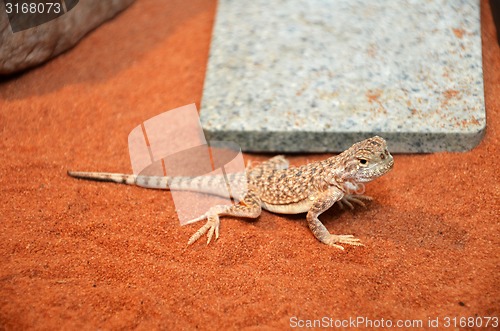 Image of Wild lizard in the desert sand