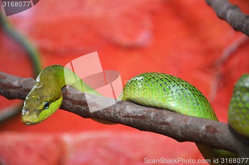 Image of Green snake