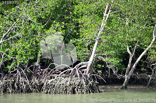 Image of Photography of mangrove forest with dense tangle of prop roots