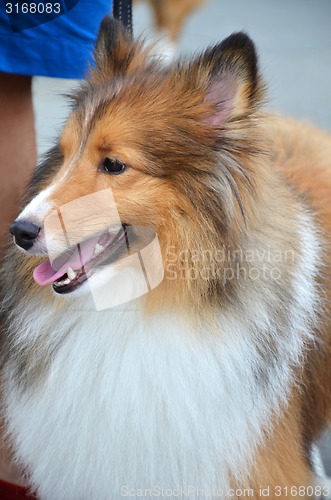 Image of Close up photography of pretty collie dog 