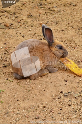 Image of Brown rabbit