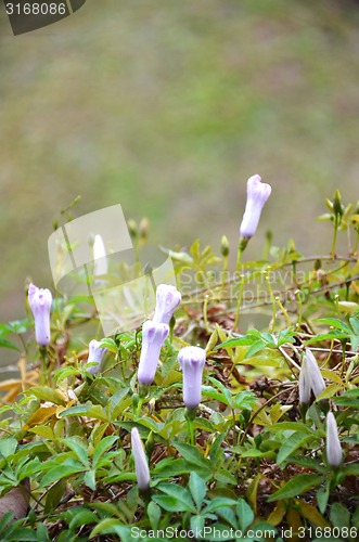 Image of Flower of morning glory