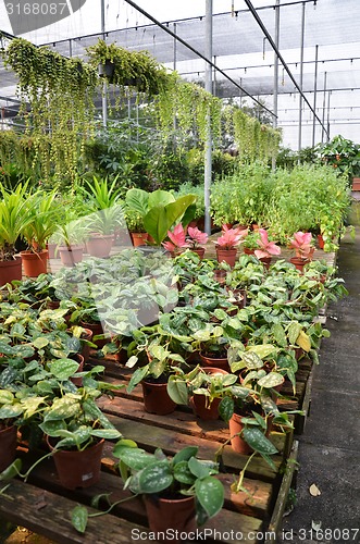Image of Plants in pots on sale