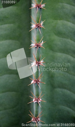 Image of Close up of cactus