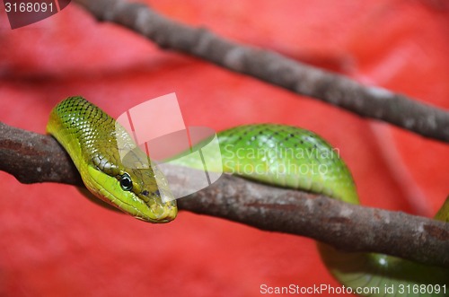 Image of Green snake