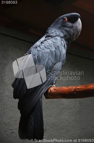 Image of Black macaw 