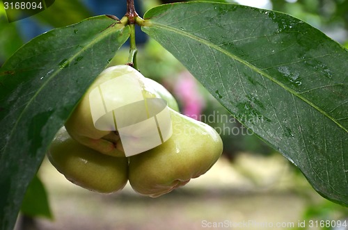 Image of Photographyy of green wax apple on the tree