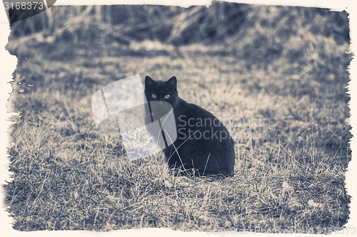 Image of Black vintage  cat 