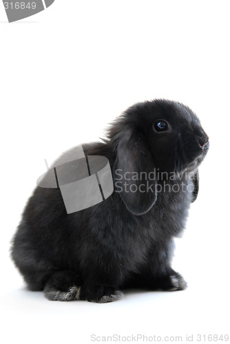 Image of Bunny rabbit