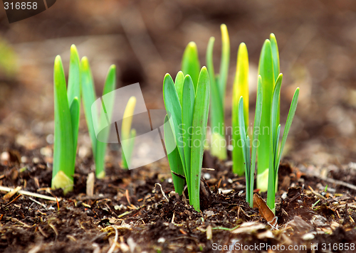 Image of Spring shoots