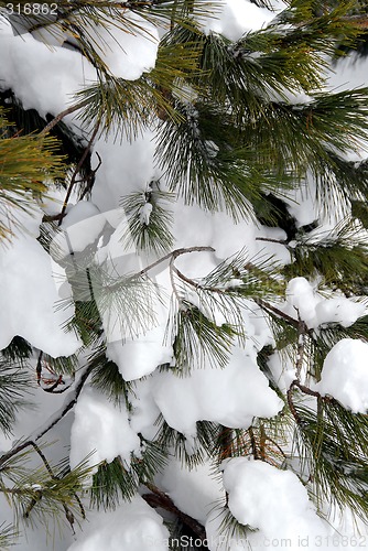 Image of Snowy pine