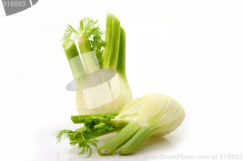 Image of Vegetable Fennel