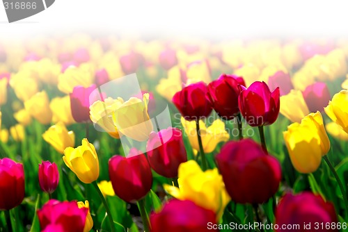 Image of Tulip field