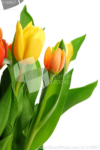 Image of Tulips
