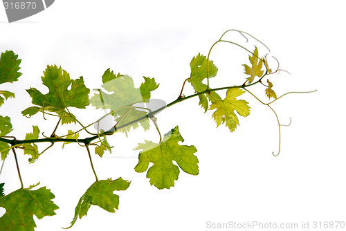 Image of Grape vine