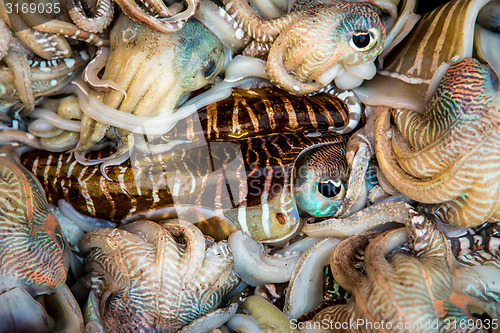 Image of Fresh squid tray