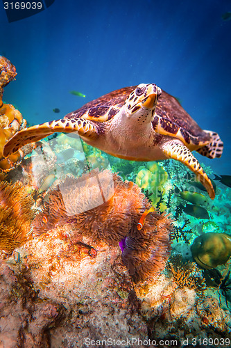 Image of Hawksbill Turtle - Eretmochelys imbricata