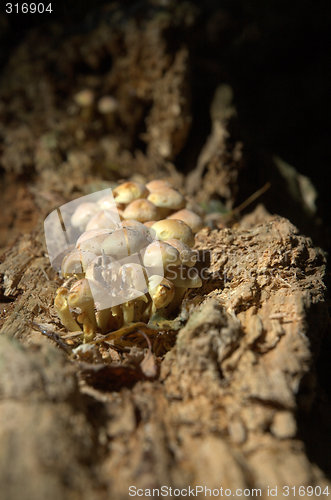 Image of fungi on a log