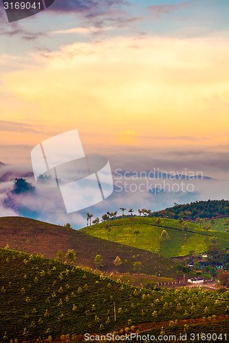 Image of Tea plantations in India