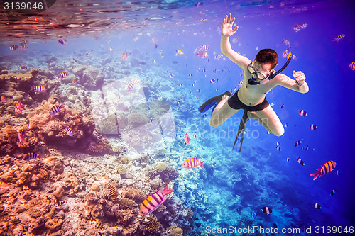 Image of Snorkeler Maldives Indian Ocean coral reef.