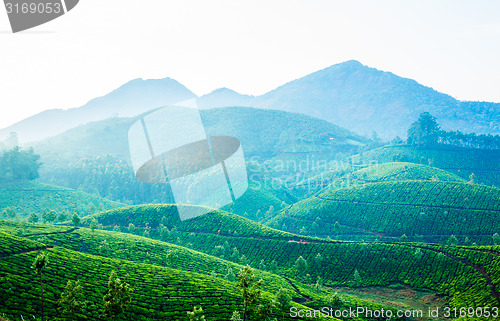 Image of Tea plantations in India