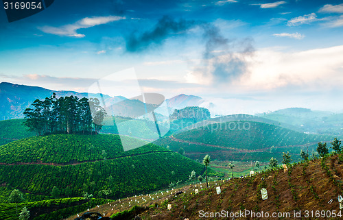 Image of Tea plantations in India