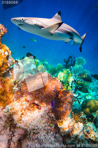 Image of Tropical Coral Reef.