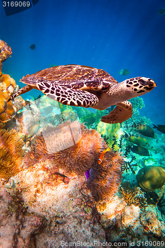 Image of Hawksbill Turtle - Eretmochelys imbricata