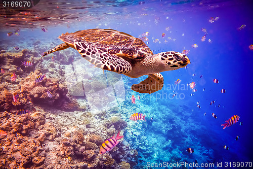 Image of Hawksbill Turtle - Eretmochelys imbricata