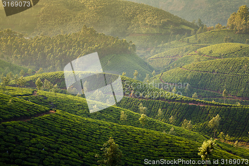 Image of Tea plantations in India