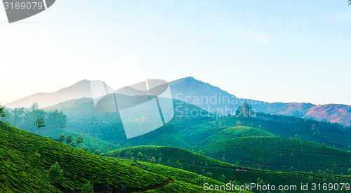 Image of Tea plantations in India