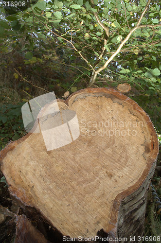 Image of freshly cut stump