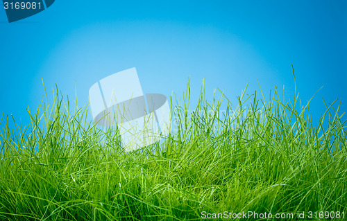 Image of Spring green grass