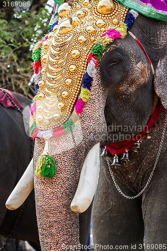 Image of India elephant festival