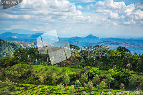 Image of Tea plantations in India