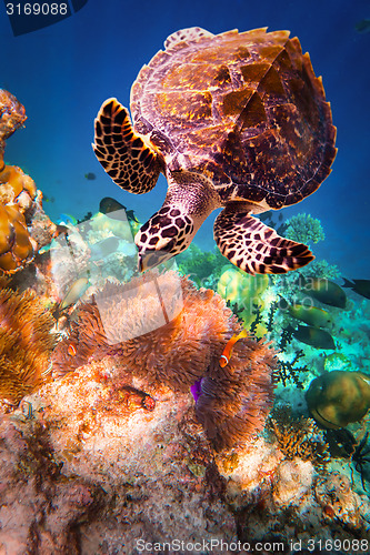 Image of Hawksbill Turtle - Eretmochelys imbricata