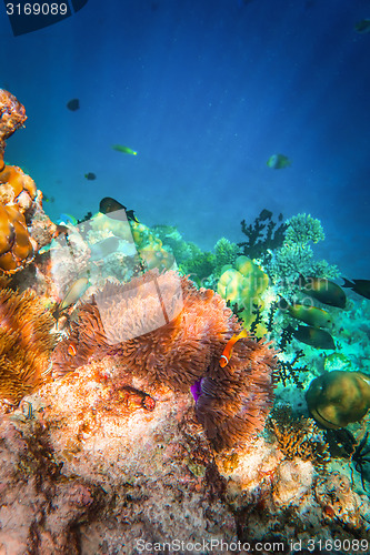 Image of Anemonefish