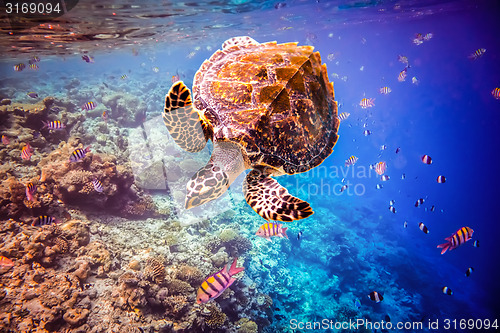 Image of Hawksbill Turtle - Eretmochelys imbricata