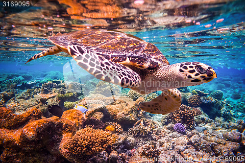 Image of Hawksbill Turtle - Eretmochelys imbricata