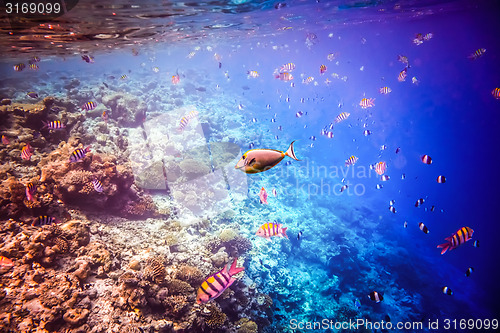 Image of Tropical Coral Reef.