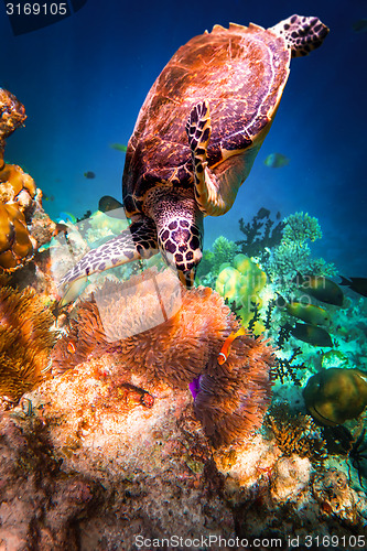 Image of Hawksbill Turtle - Eretmochelys imbricata