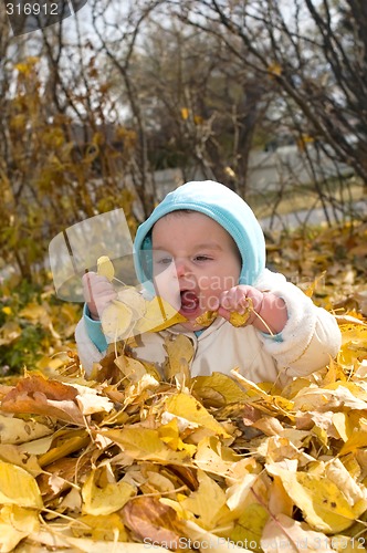 Image of Baby in leaves