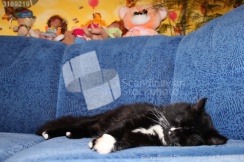 Image of black cat sleeping on the blue sofa