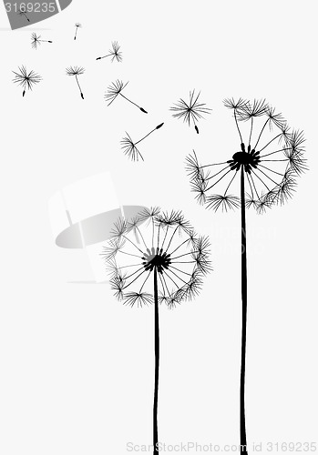 Image of dandelions