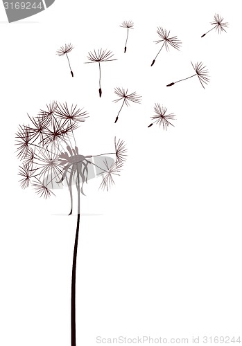 Image of dandelions