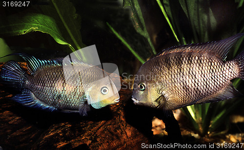 Image of Pair of Blue Eyed  Cichlid. Archocentrus spilurum.